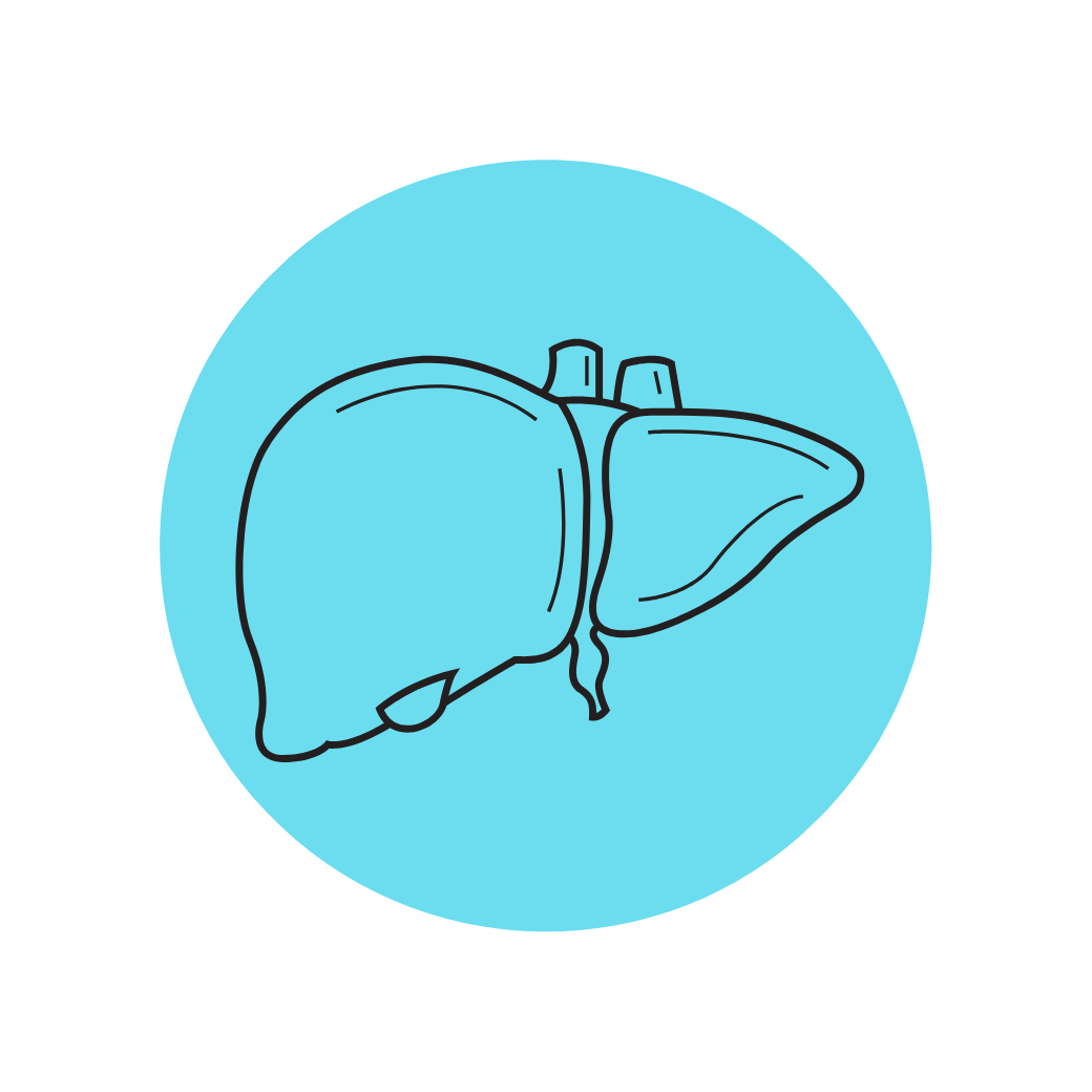 Blue icon of liver.