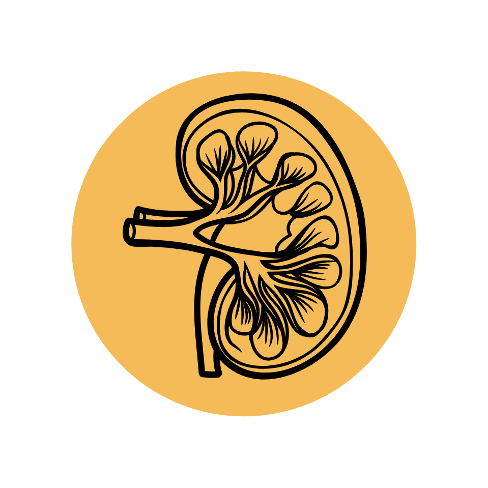 Orange icon of kidneys.