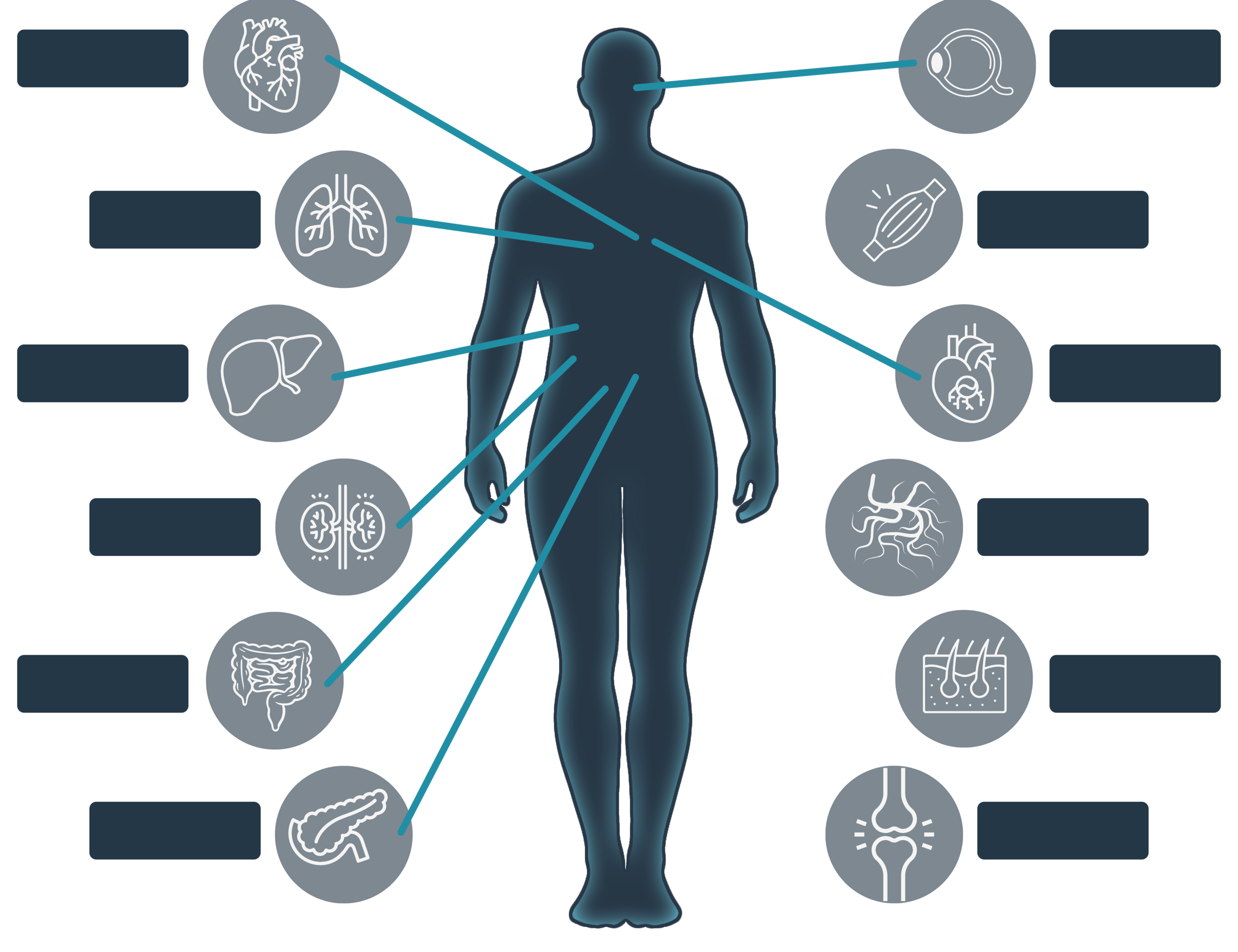 Graphic of a man surrounded by smaller graphics of organs, each pointing to a text box describing each organ,